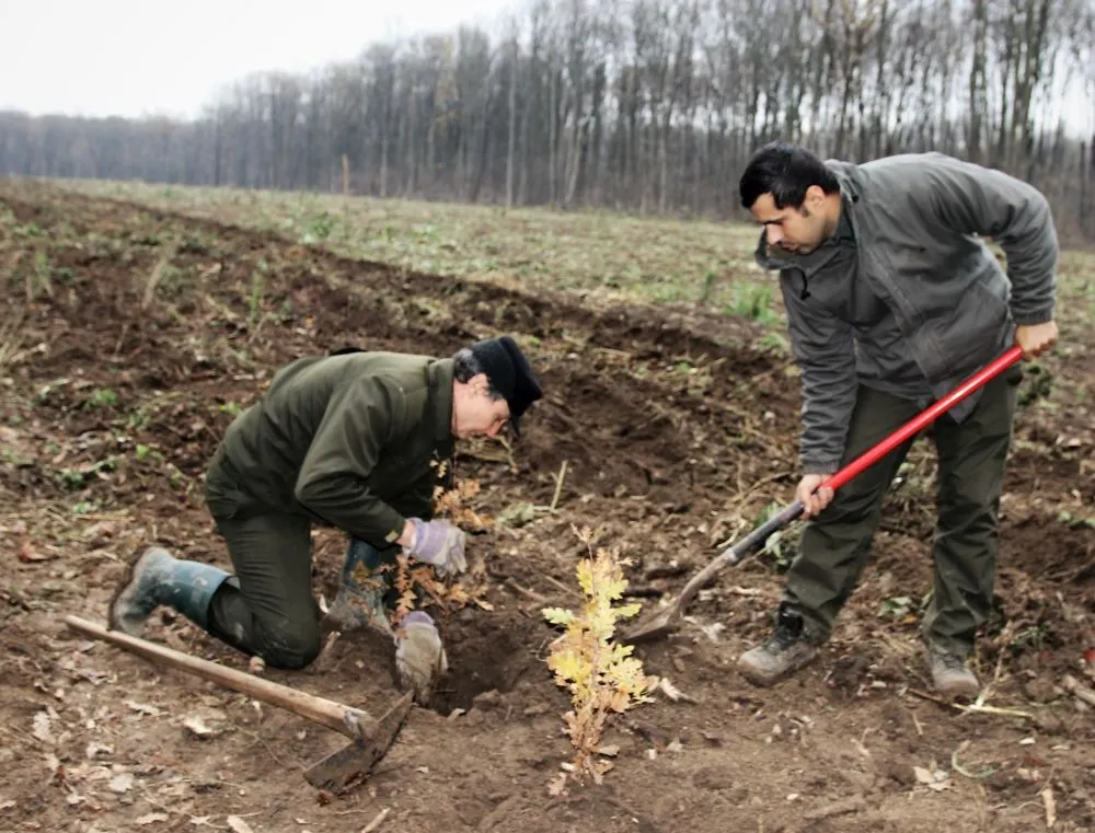 Călărașiul, pe locul 2 ca suprafață ce urmează a fi împădurită de Romsilva