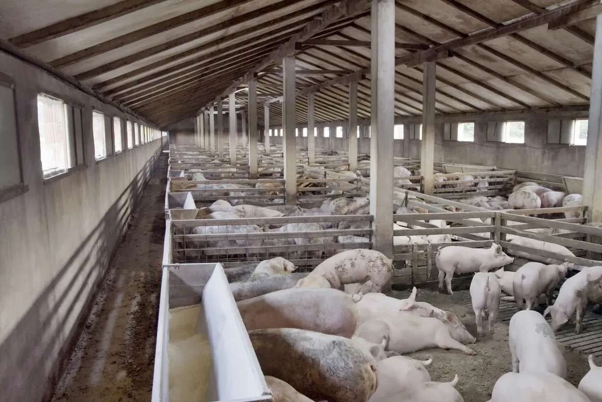Virusul pestei porcine africane, confirmat la o fermă cu aproximativ 5.000 de porci din Vâlcelele