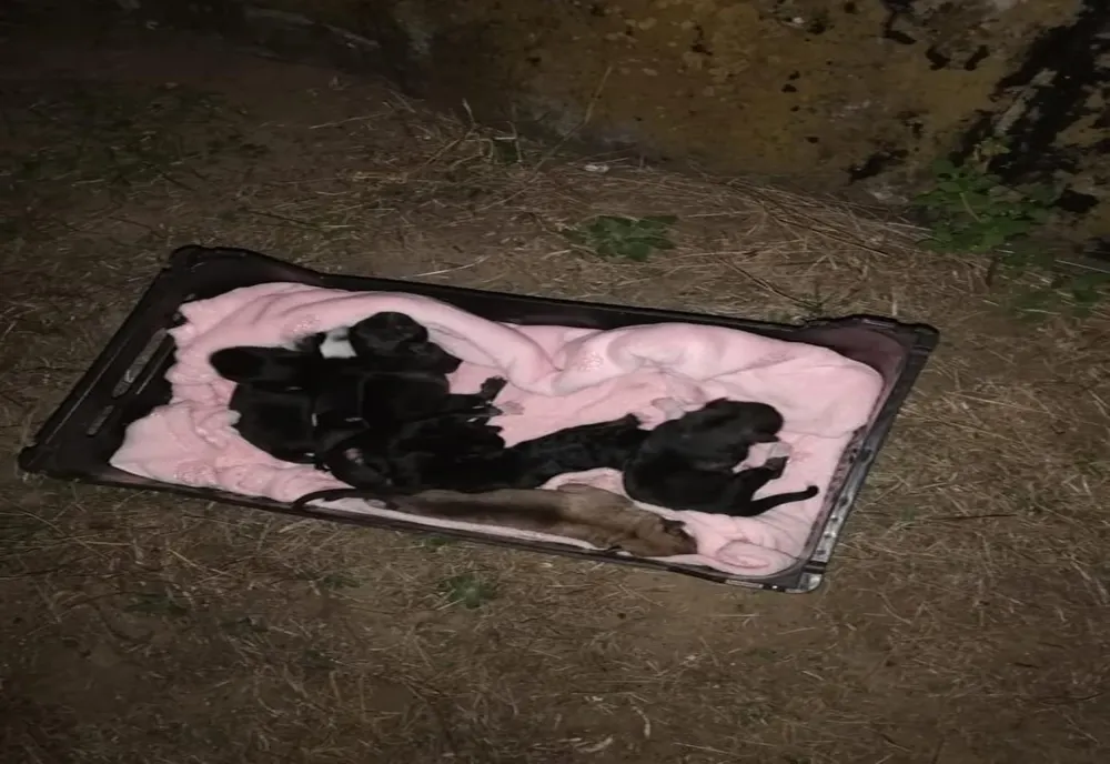 Misiune neobișnuită pentru pompierii călărășeni. Au salvat șapte cățeluși blocați într-un bazin