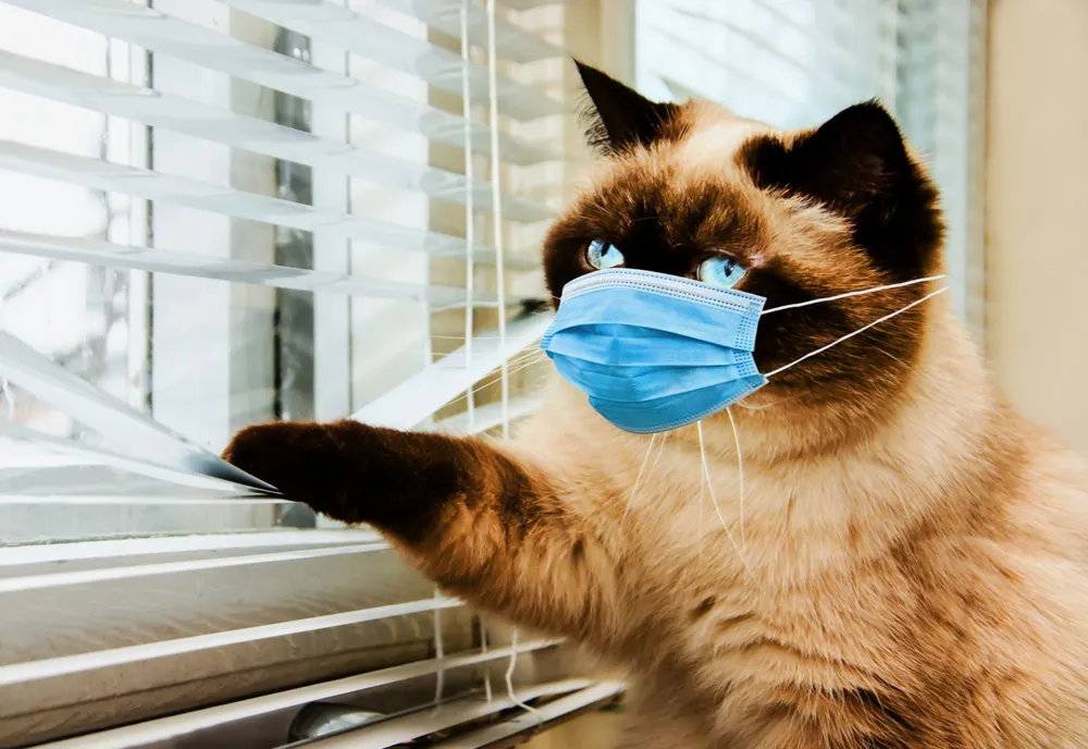 Virusul SARS-COV-2 este mai contagios la animalele de companie decât s-a crezut până acum