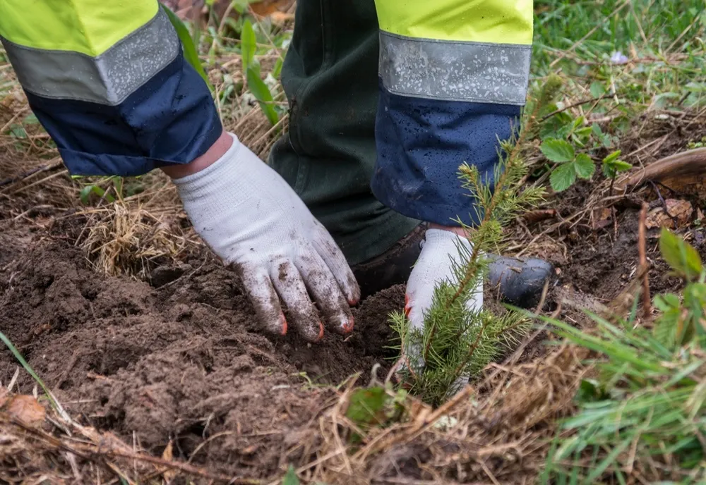 101 hectare vor fi împădurite în Călăraşi în campania de toamnă