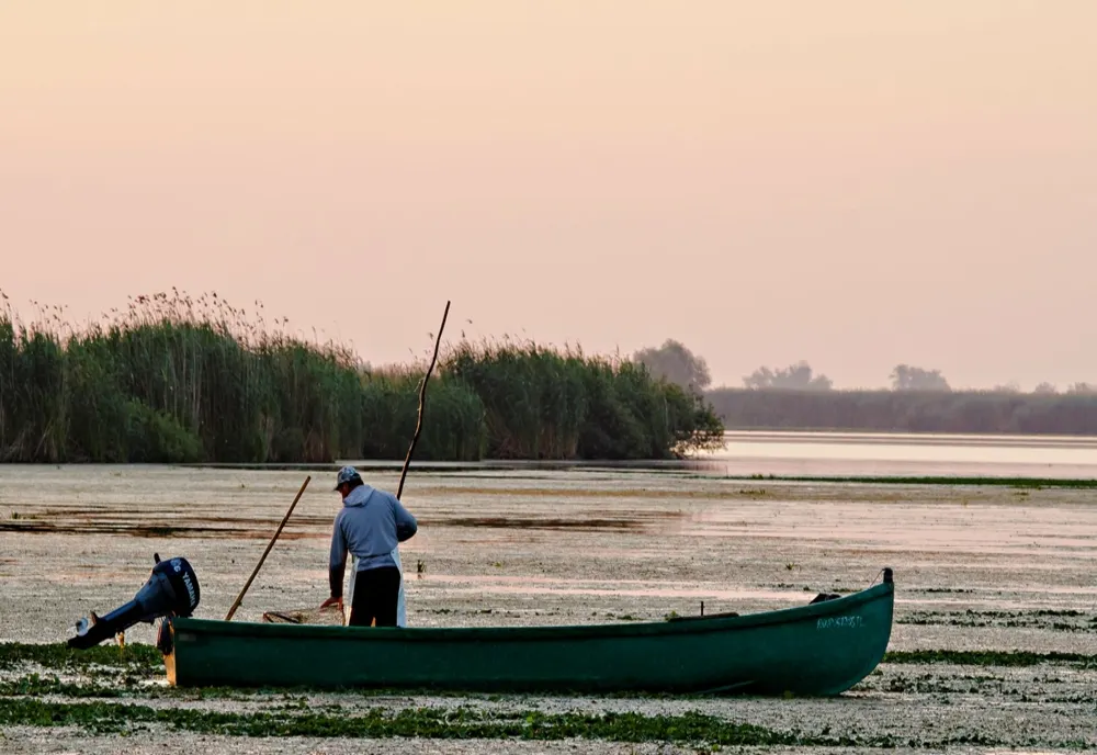 Atenție, pescari!  Pescuitul șalăului și al bibanului, interzis