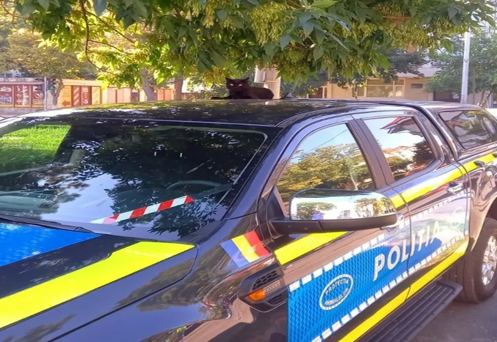Zi cu ghinion pentru un bărbat din Cuza Vodă. De ce s-a ales cu dosar penal