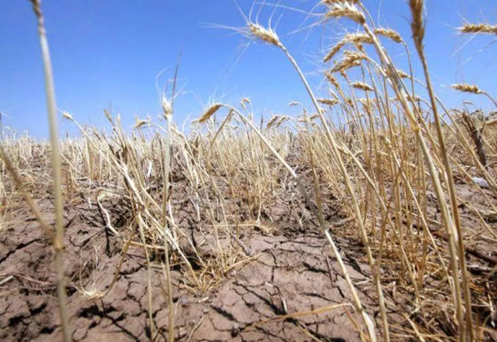 Peste 400 de mii de hectare afectate de SECETĂ în 34 de județe - Ce culturi sunt compromise