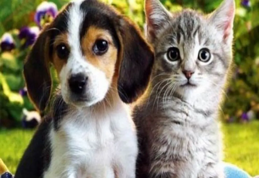 7 boli pe care le poți lua de la animalul tău de companie. La ce trebuie să fii atent
