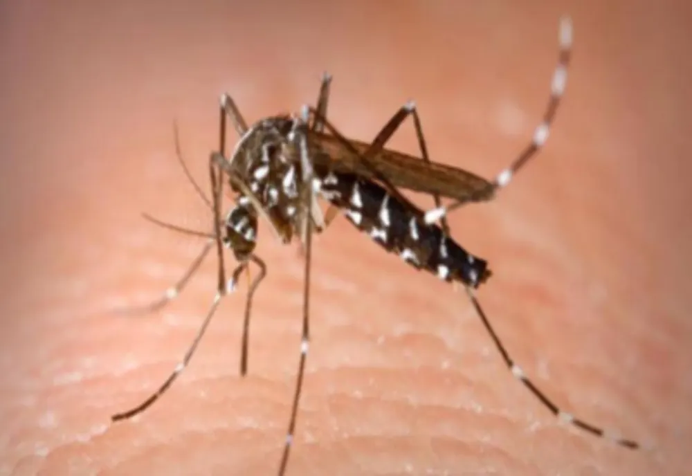 28 de cazuri confirmate cu virusul West Nile, în România - Numărul pacienților, în creștere