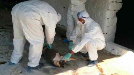 Pesta porcină revine în atenția autorităților județene. A fost descoperit un nou focar!