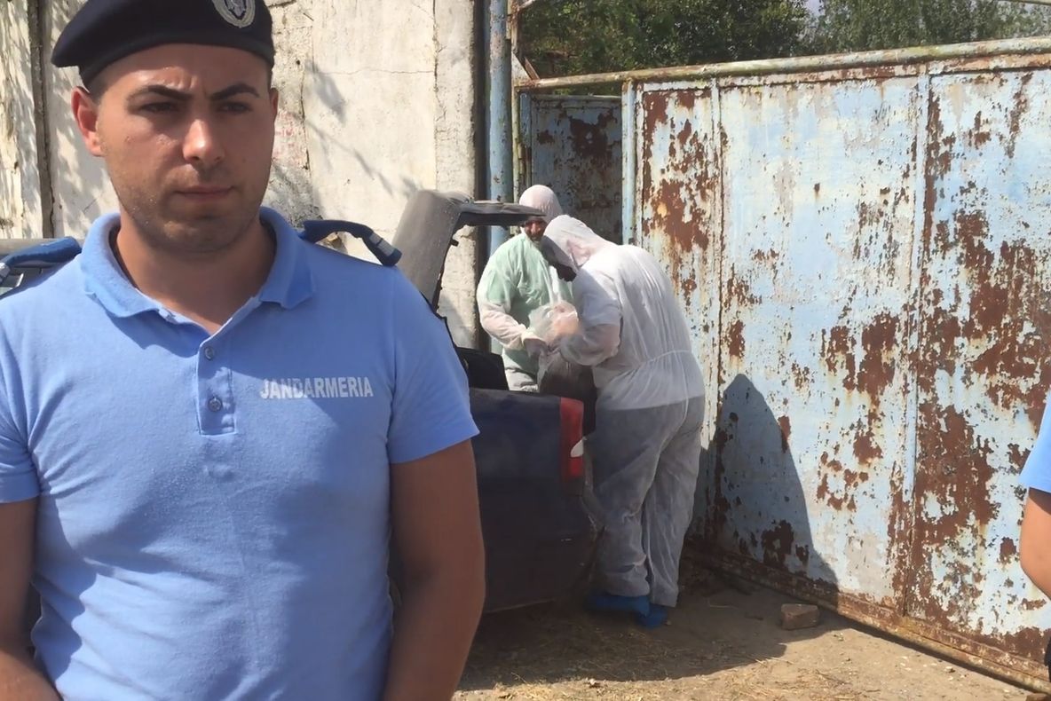 Cei peste 100 de porci crescuți în curtea fostului poligon din Călărași au fost eutanasiați