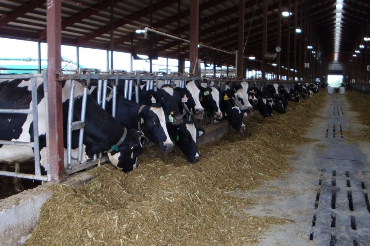 APIA Călărași plătește, începând de azi, ajutorul de stat pentru zootehnie