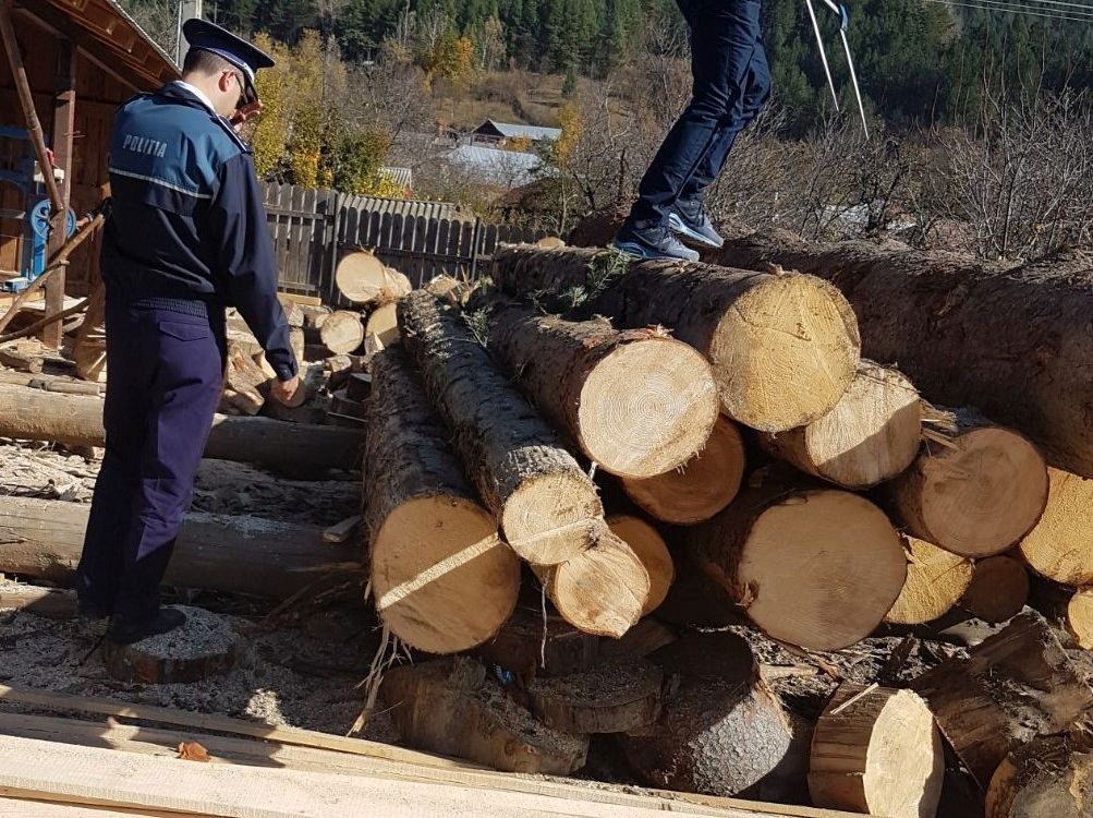 Amenzi de peste 11.000 lei pentru tăieri ilegale de arbori