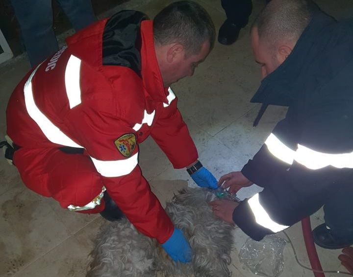 Video | Pompierii au salvat viața unui bichon intoxicat cu fum în urma unui incendiu
