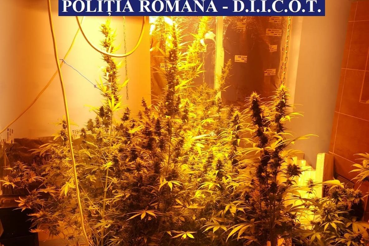 Video | Culturi de cannabis descoperite de polițiști în Călărași