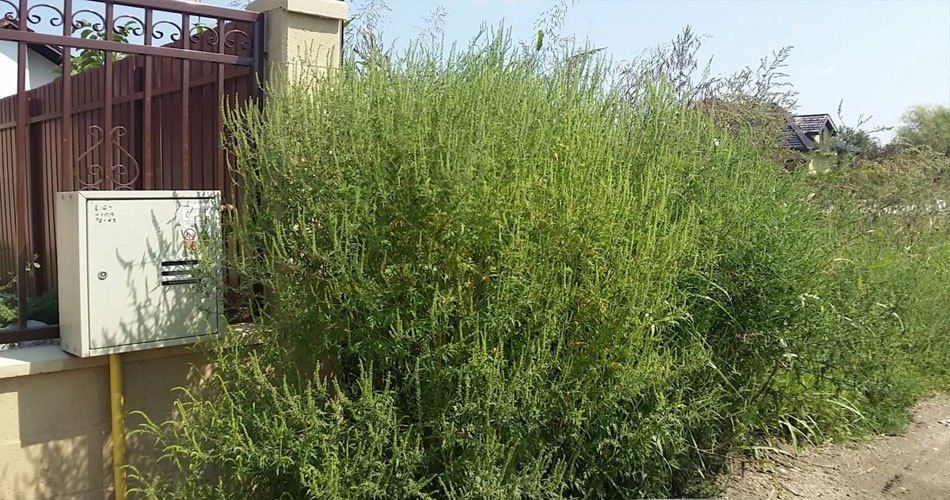 37 de societăți de pe raza municipiului Călărași înștiințate de Primărie pentru distrugerea ambroziei