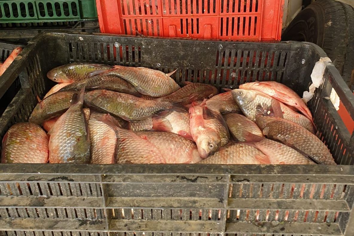 Pește confiscat de jandarmi, predat Grădinii Zoologice din Călărași