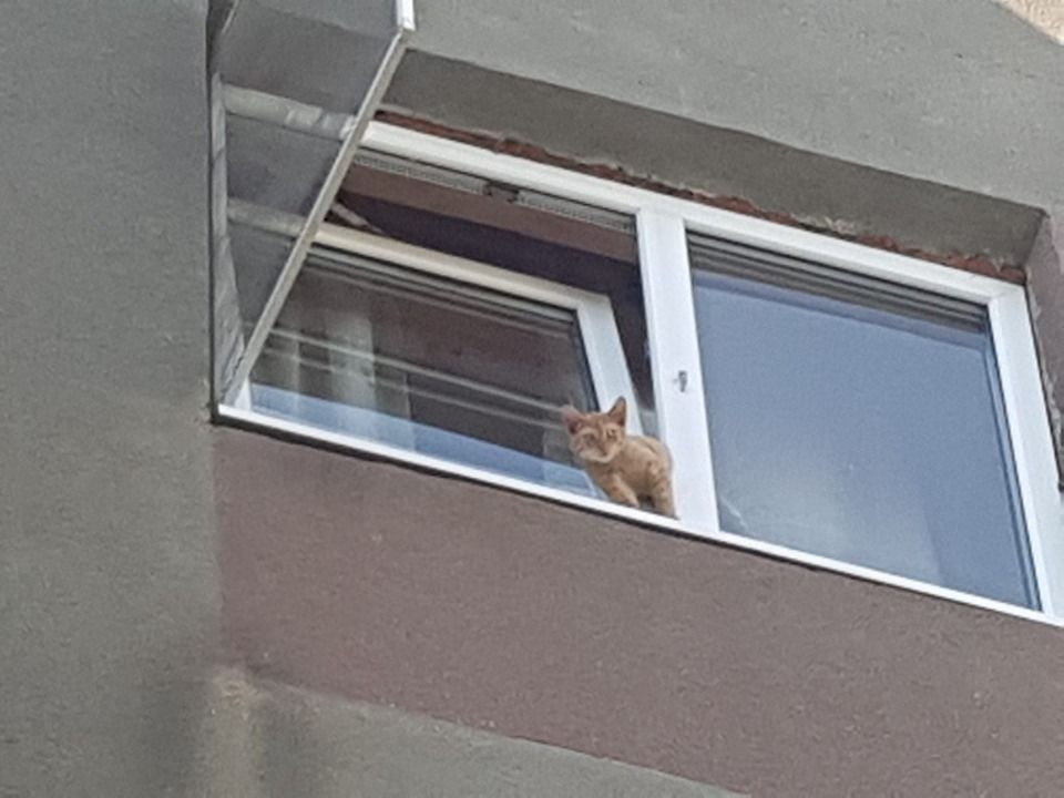 Video | Pompierii călărășeni au intervenit prompt pentru salvarea unei... pisici