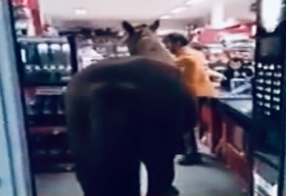 Cu calul... la shopping 