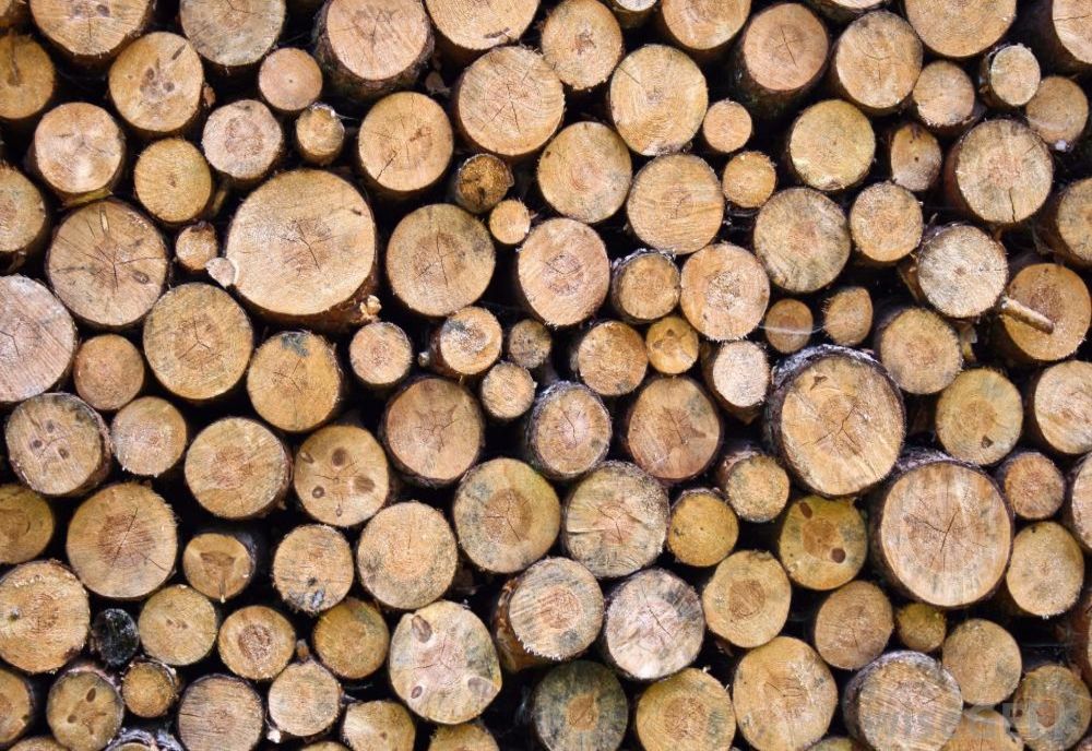 Prețul metrului cub de lemn, mai ridicat în Călărași decât în alte județe