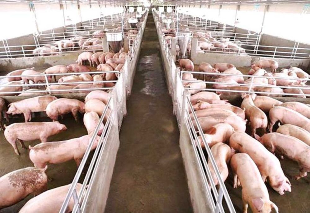 Pe raza județului Călărași nu mai există niciun focar de pestă porcină