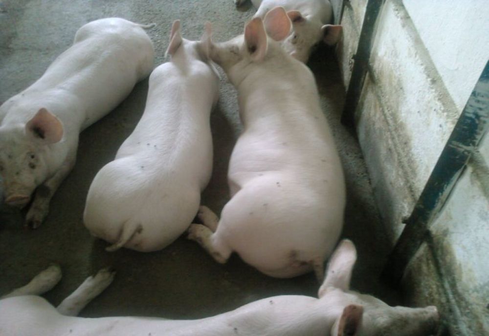 Cei care transportă porci vii sau carcase în portbagajul mașinii vor fi amendați