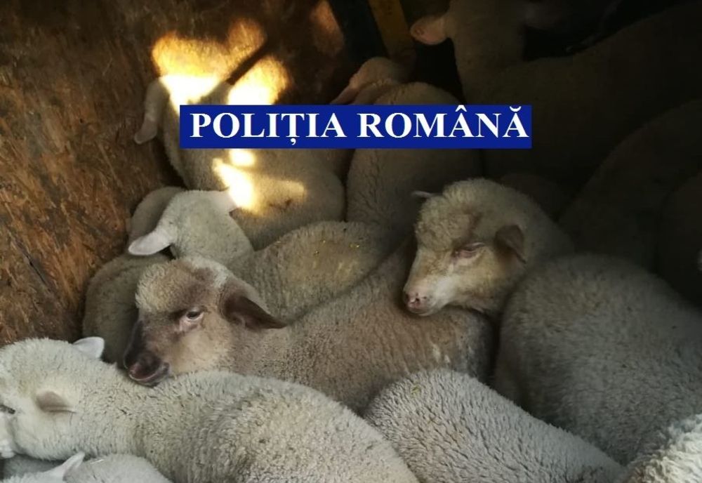 Acțiune desfășurată de polițiști pe raza municipiului Oltenița, precum și în comunele Mânăstirea, Nana, Luica, Șoldanu, Curcani și Mitreni
