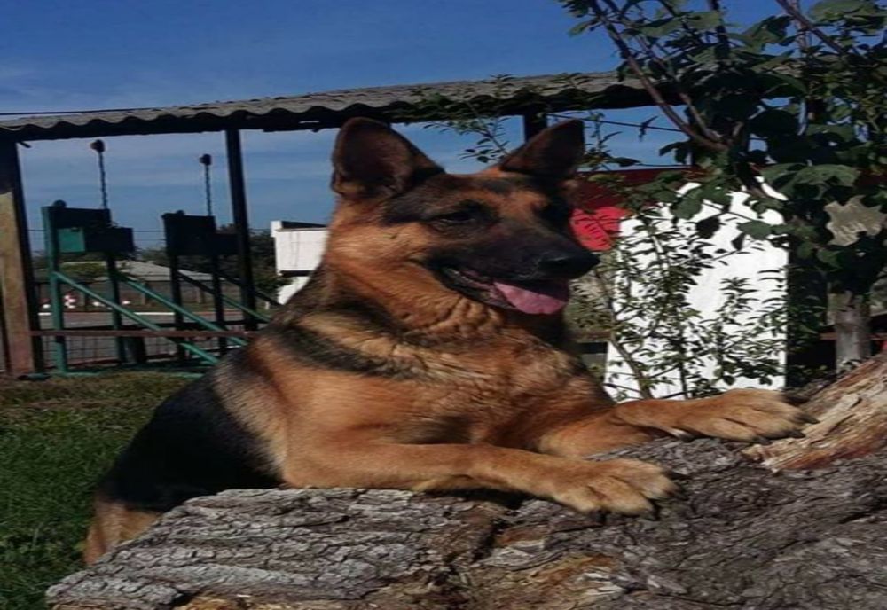 Maya, câinele de serviciu al pompierilor, a murit