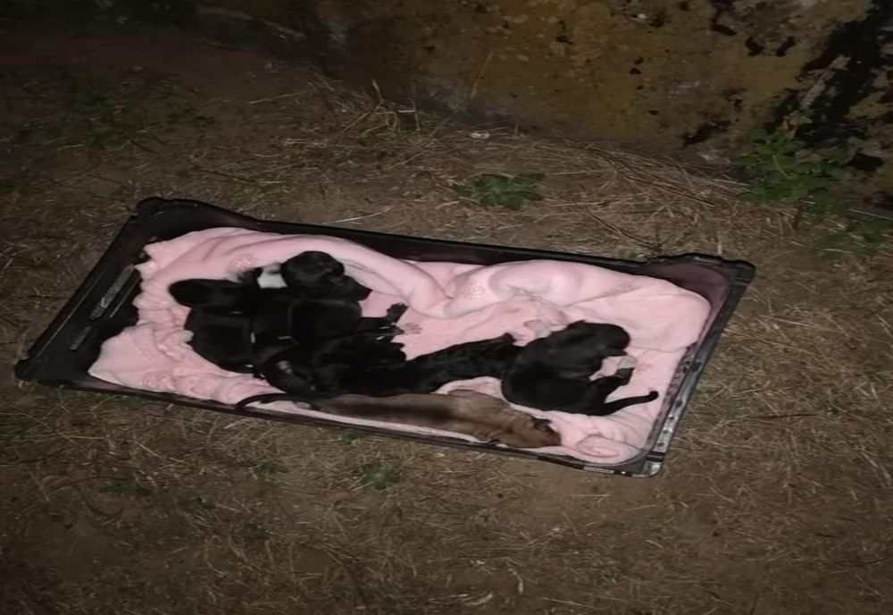 Misiune neobișnuită pentru pompierii călărășeni. Au salvat șapte cățeluși blocați într-un bazin