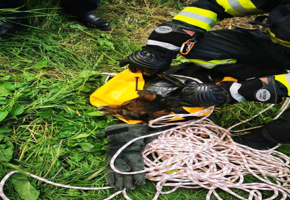 FOTO Cățel salvat de pompierii călărașeni