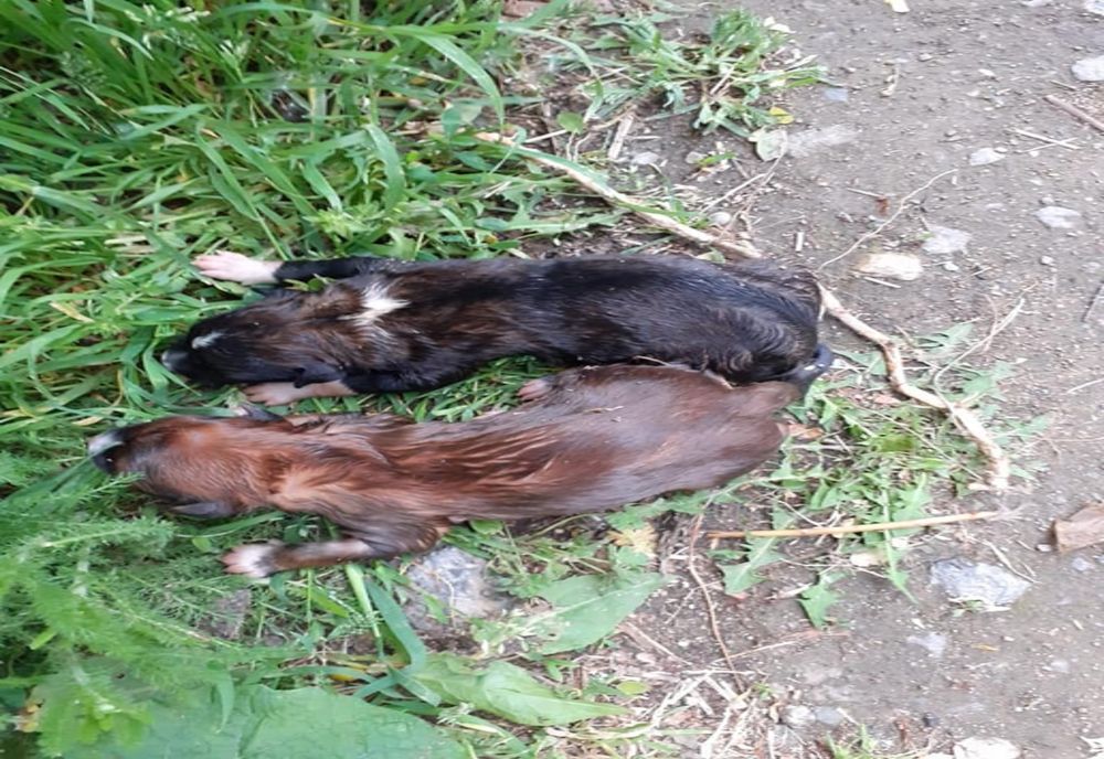 FOTO|Doi cățeluși salvați de pompieri dintr-o fântână