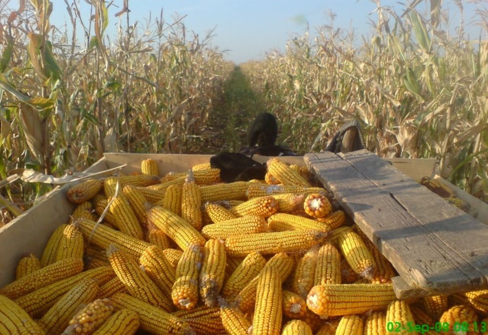 Au cules porumbul de pe terenul altora. Doi bărbați reținuți