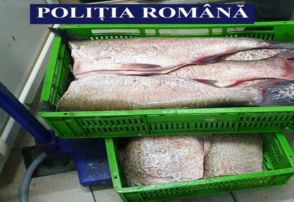Percheziții în Călărași. Vizate sunt persoane care vindeau ilegal pește