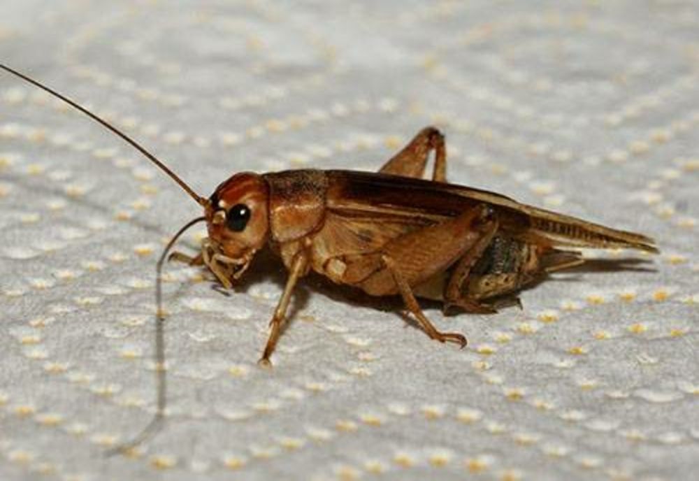 Greierele de casă a devenit aliment în UE