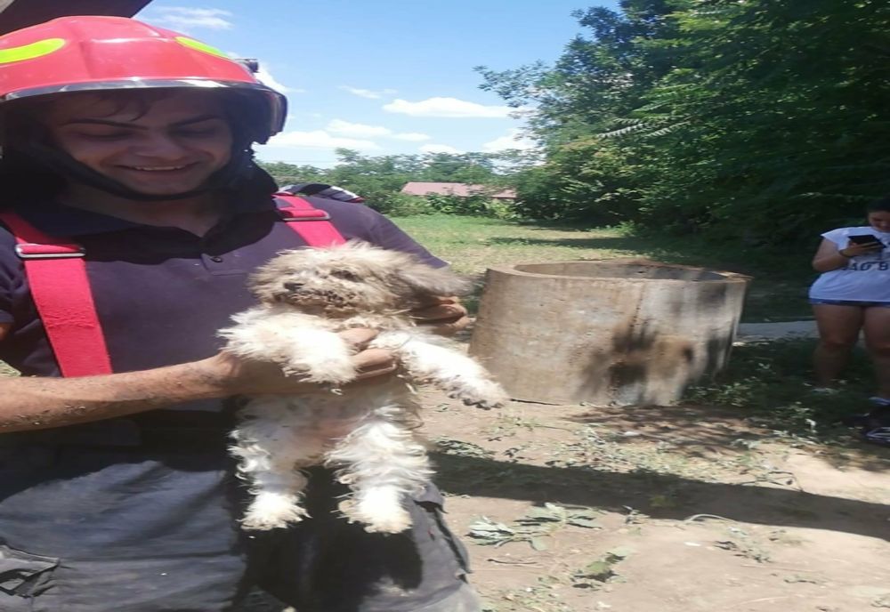 FOTO Cățel salvat de pompieri dintr-o fosă septică