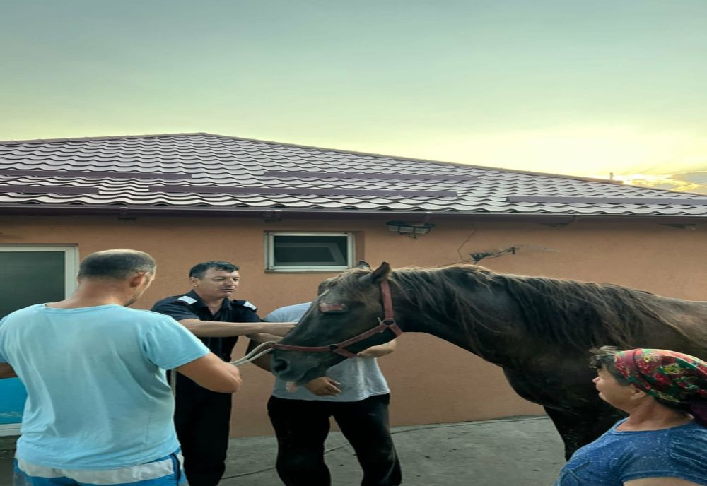 FOTO Cal salvat de pompieri dintr-o groapă adâncă de 3 metri