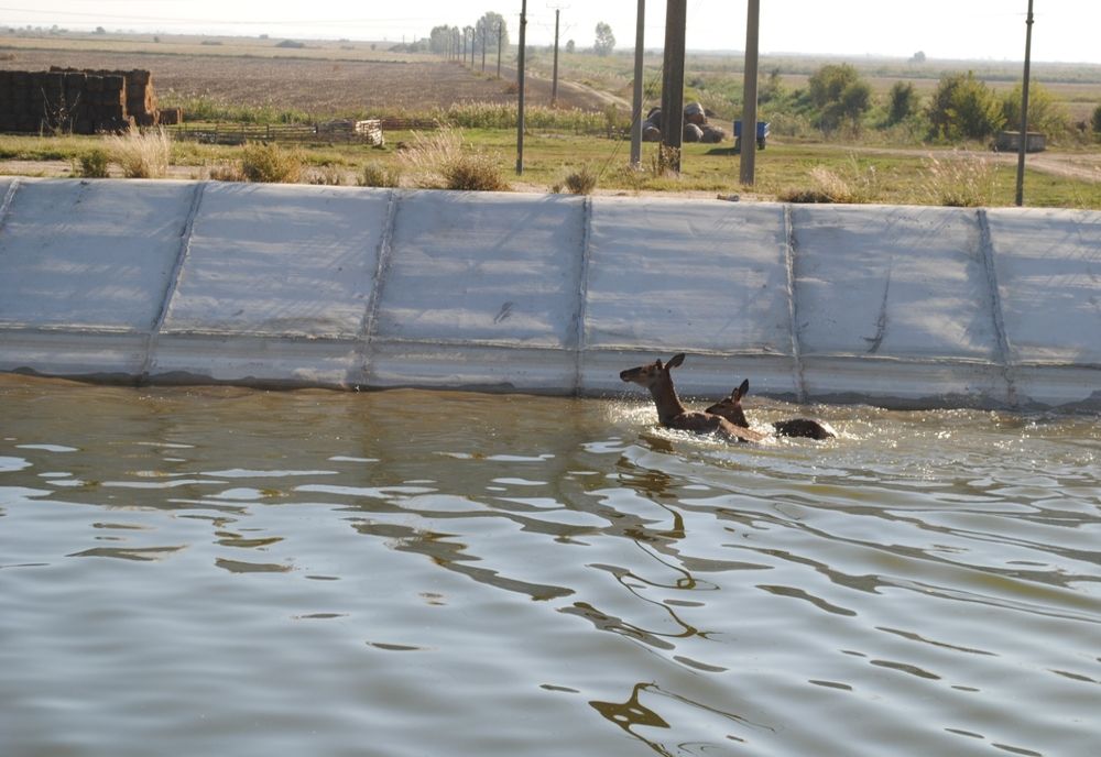 FOTO VIDEO Căprioare salvate de la înec de pompieri și jandarmi