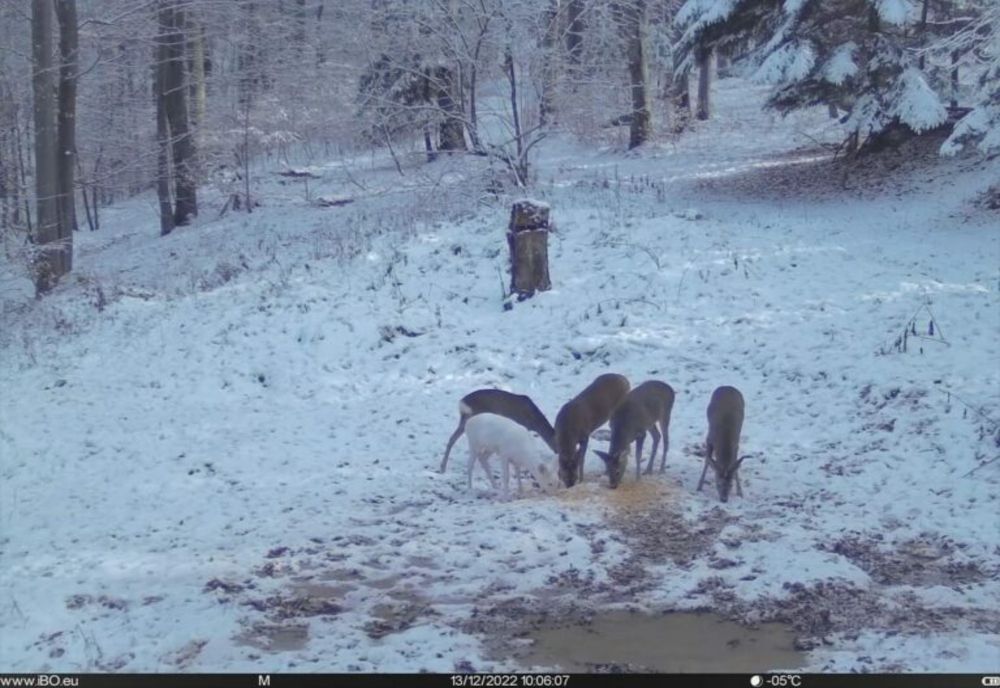 Animal extrem de rar, surprins de camerele foto în Parcul Natural Bucegi