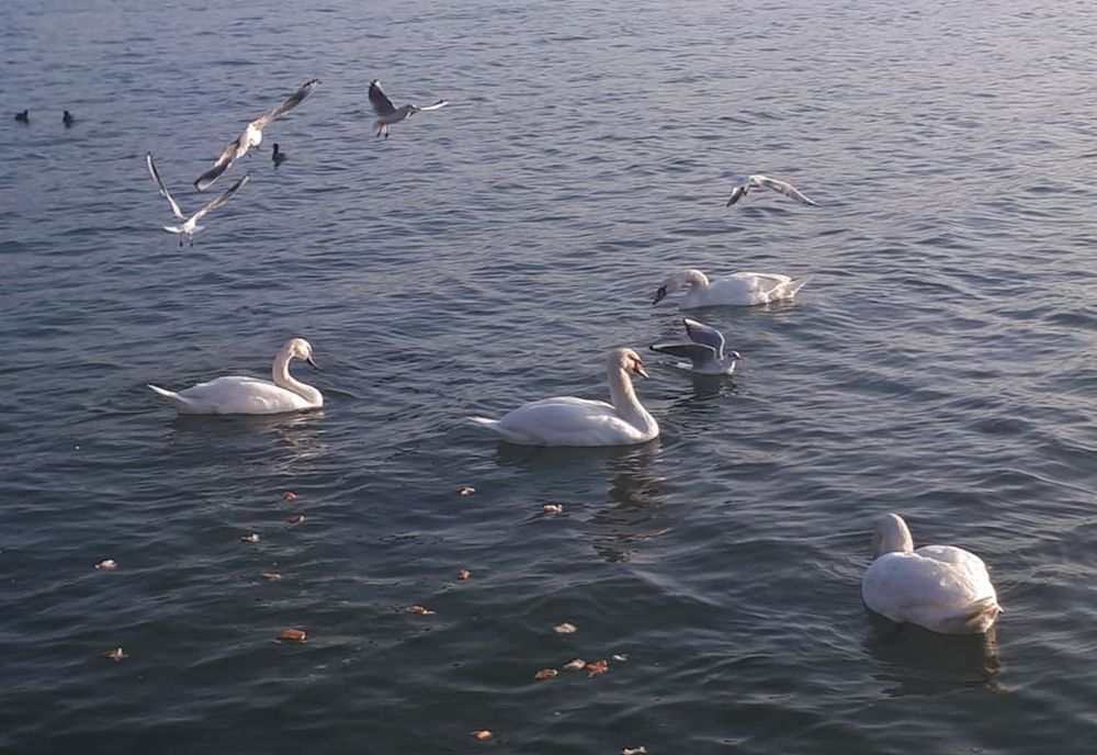 FOCAR DE GRIPĂ AVIARĂ CONFIRMAT ÎN PORTUL CONSTANȚA. AUTORITĂȚILE IMPUN MĂSURI STRICTE DE PROTECȚIE