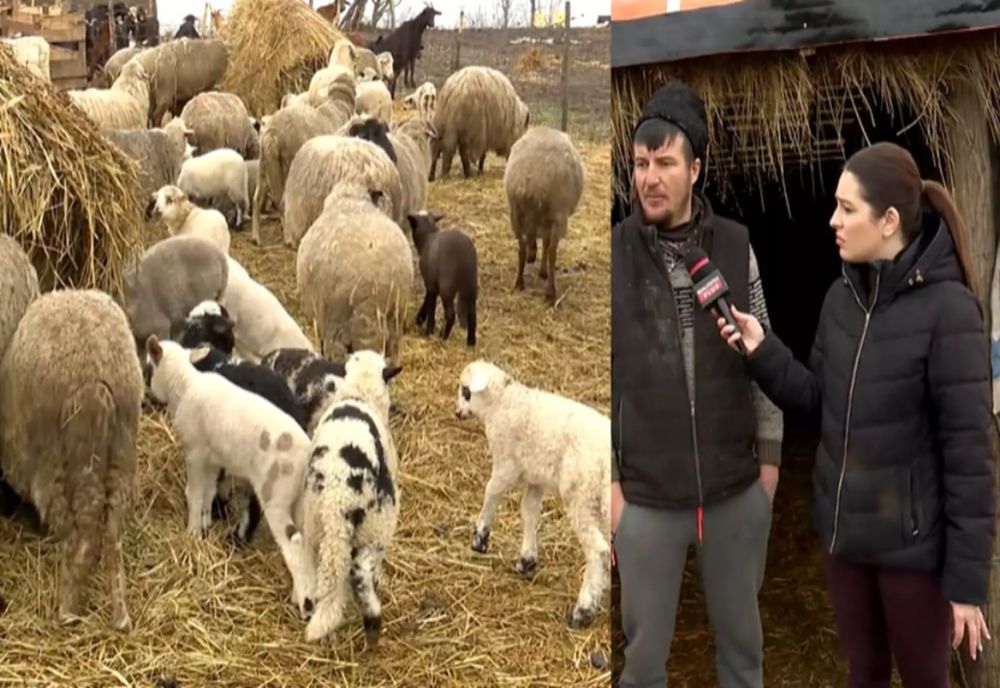 Cât va costa mielul de Paște în 2026. Mărturii de la fermieri - VIDEO