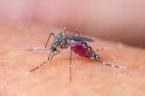 INSP: 7 cazuri cu virusul West Nile, confirmate în județul Călărași în 2026