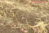 Criză uriașă în agricultură! Fermierii pregătesc un protest de amploare: "Nu mai putem continua"