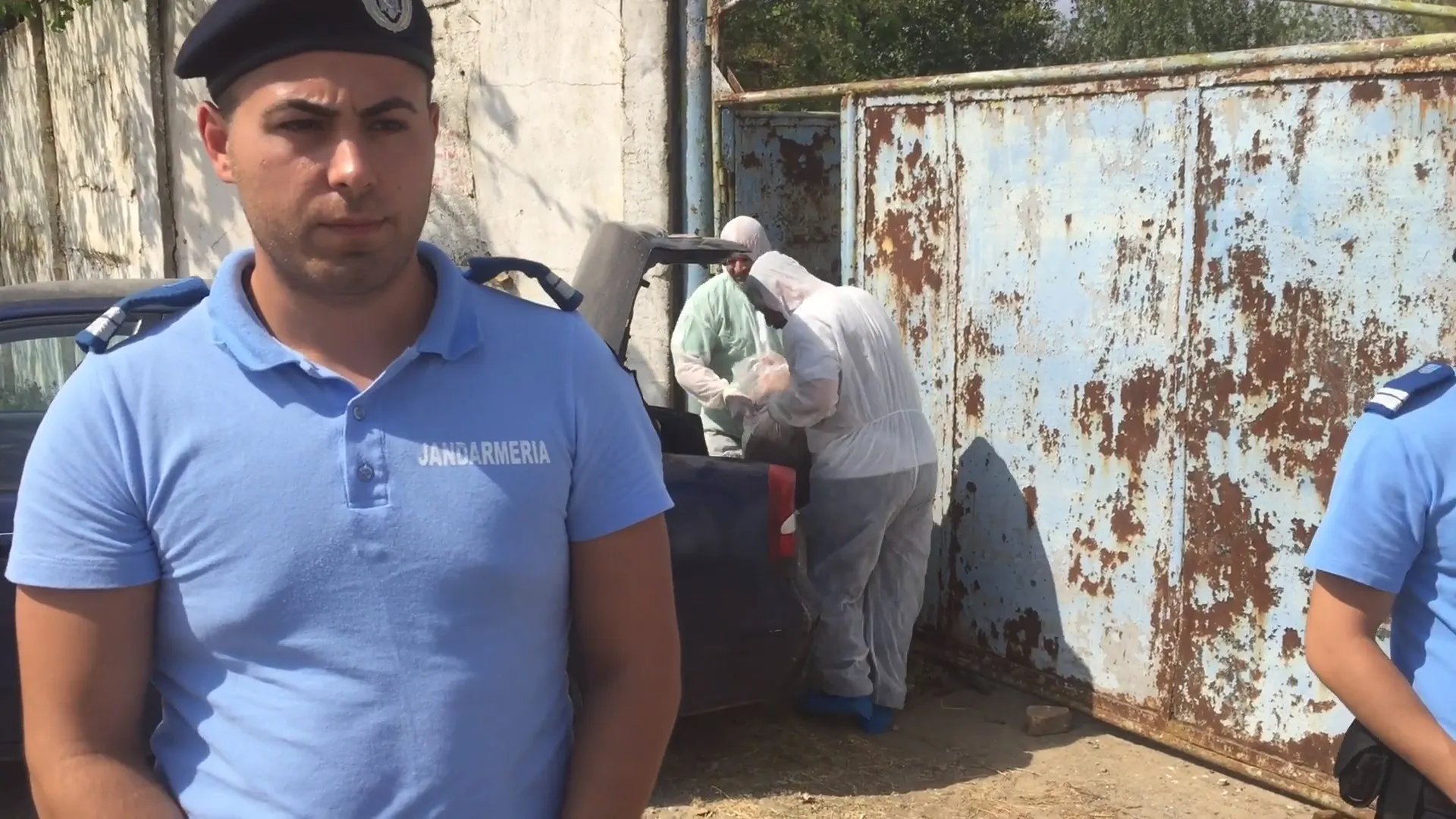porci morti poligon