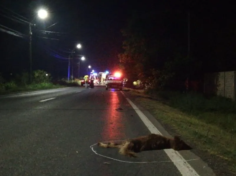 accident coslogeni