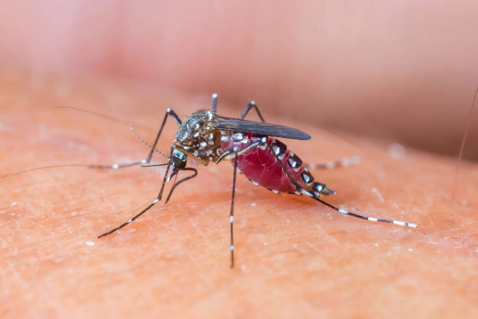 West Nile virus
