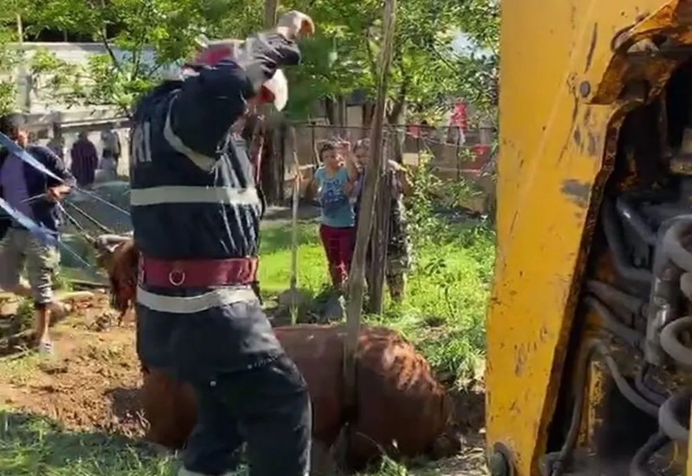 Cal scos de pompieri dintr-o groapă de peste 2 metri