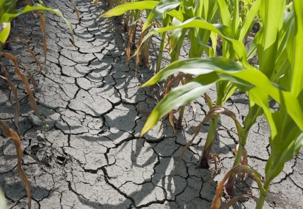 STAREA DE VEGETAŢIE A CULTURILOR AGRICOLE NEIRIGATE VA CONTINUA SĂ SE DEPRECIEZE ÎN SUDUL, SUD-ESTUL ŞI ESTUL ŢĂRII