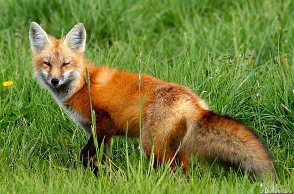 dsvsa calarasi vaccinare-vulpe