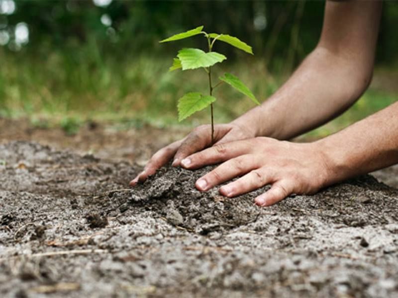 Sprijin pentru prima împădurire și crearea de suprafețe împădurire