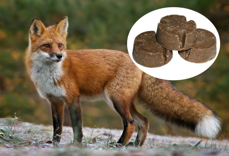 vacinare antirabica vulpi