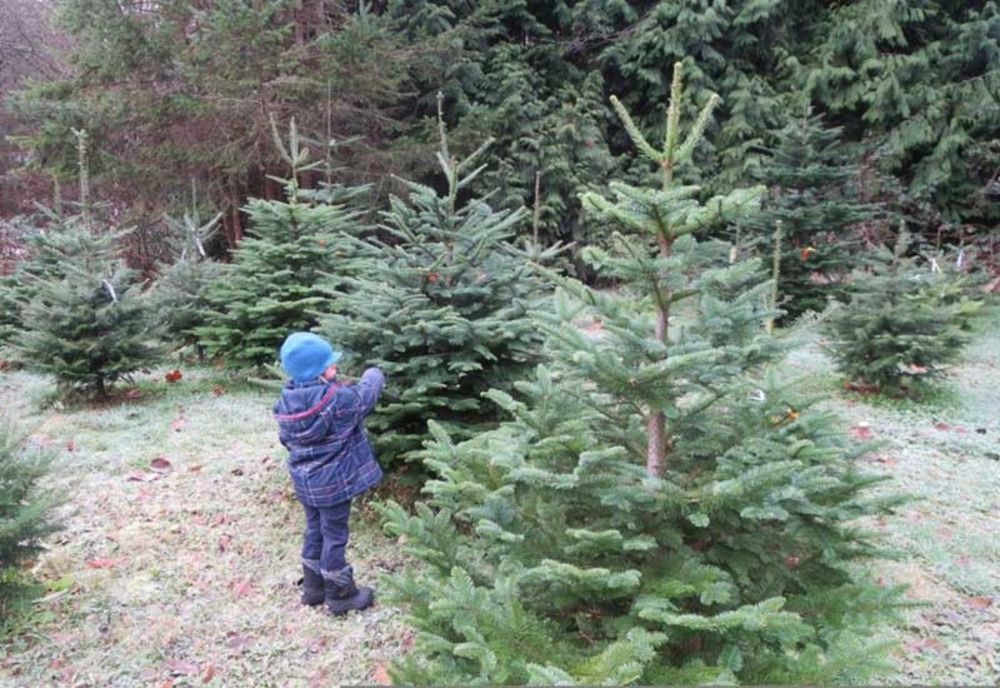 Romsilva a lansat campania „Un copil, un brăduț”