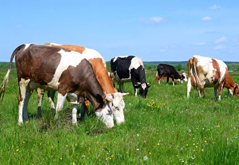 APIA Călărași: Au fost aprobate cuantumurile pentru sprijinul cuplat în sectorul zootehnic (SCZ)