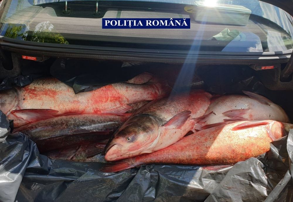 Polițiștii au confiscat aproximativ 200 de kilograme de pește de la un tânăr din comuna Independența